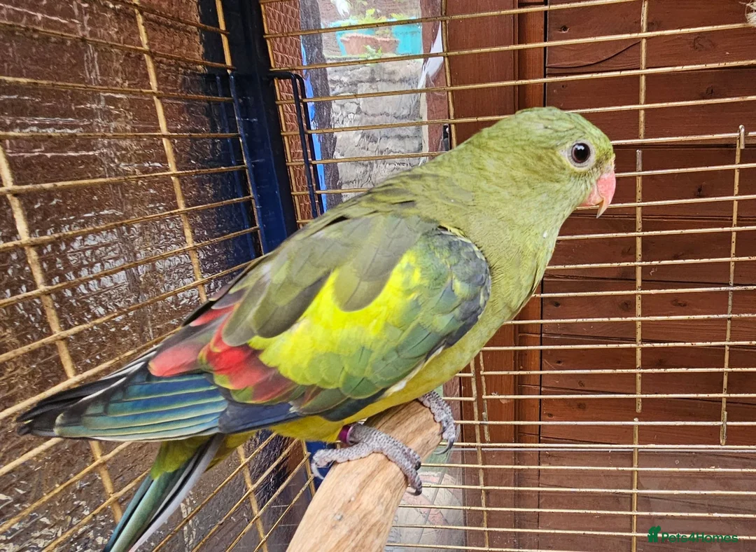 Parrots birds for sale: Rock Pebble Parrot, Looking for a Loving Home 🦜❤️ in Birmingham - Advert 2