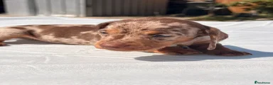 Miniature Dachshund 6