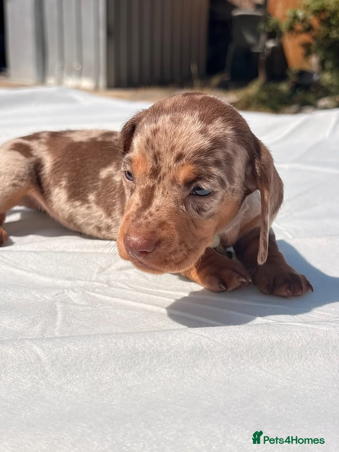 Miniature Dachshund dogs for sale: Beautiful mini dachshund  in Tilbury - Advert 2