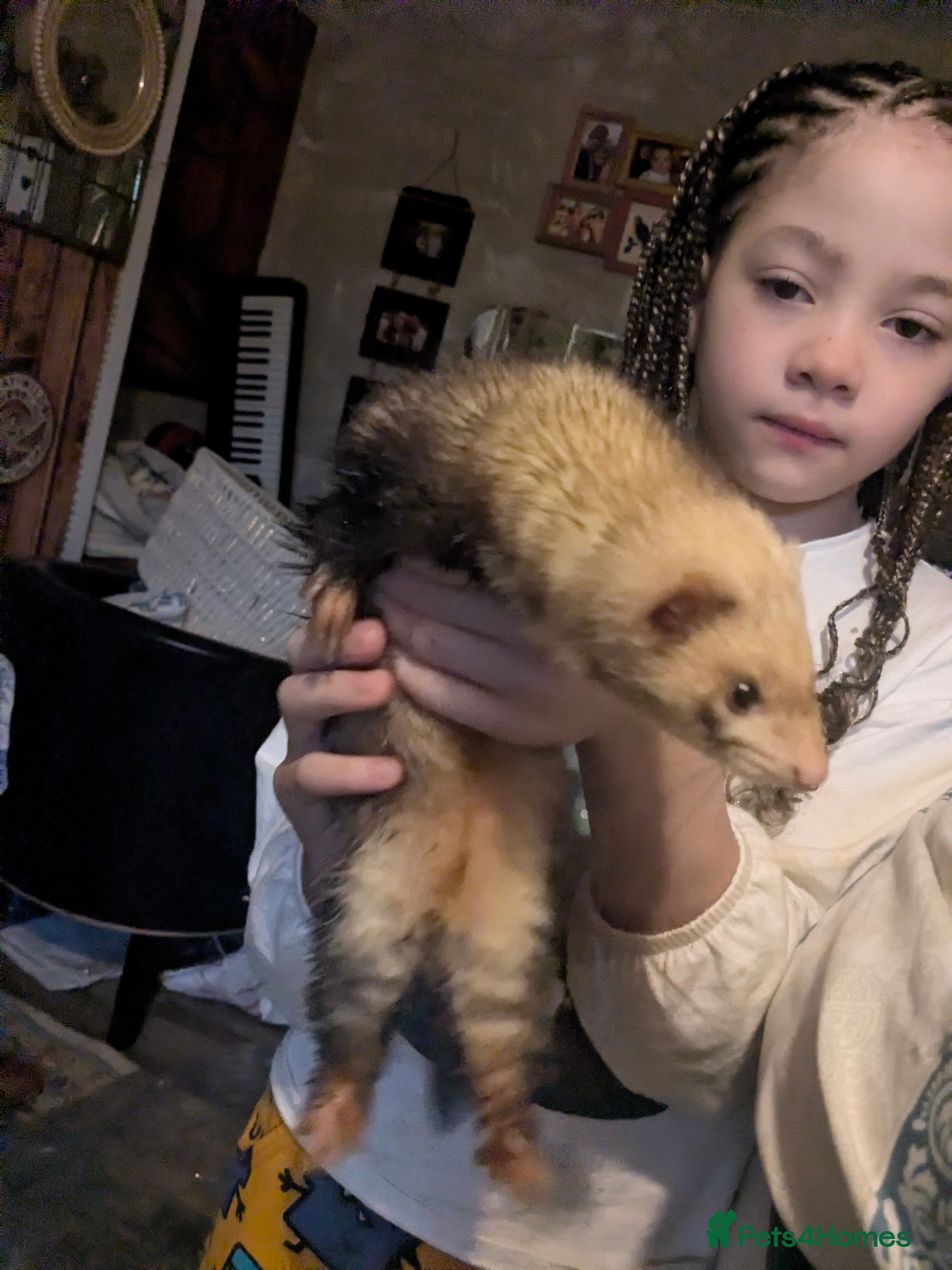 Ferret rodents Jill, 2 years old almost. Very tame, lovely girl - Advert 1