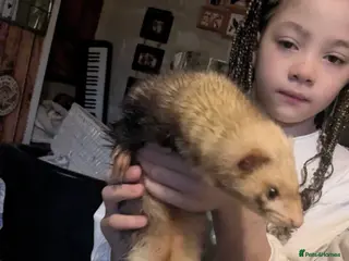Ferret rodents Jill, 2 years old almost. Very tame, lovely girl - Advert 1