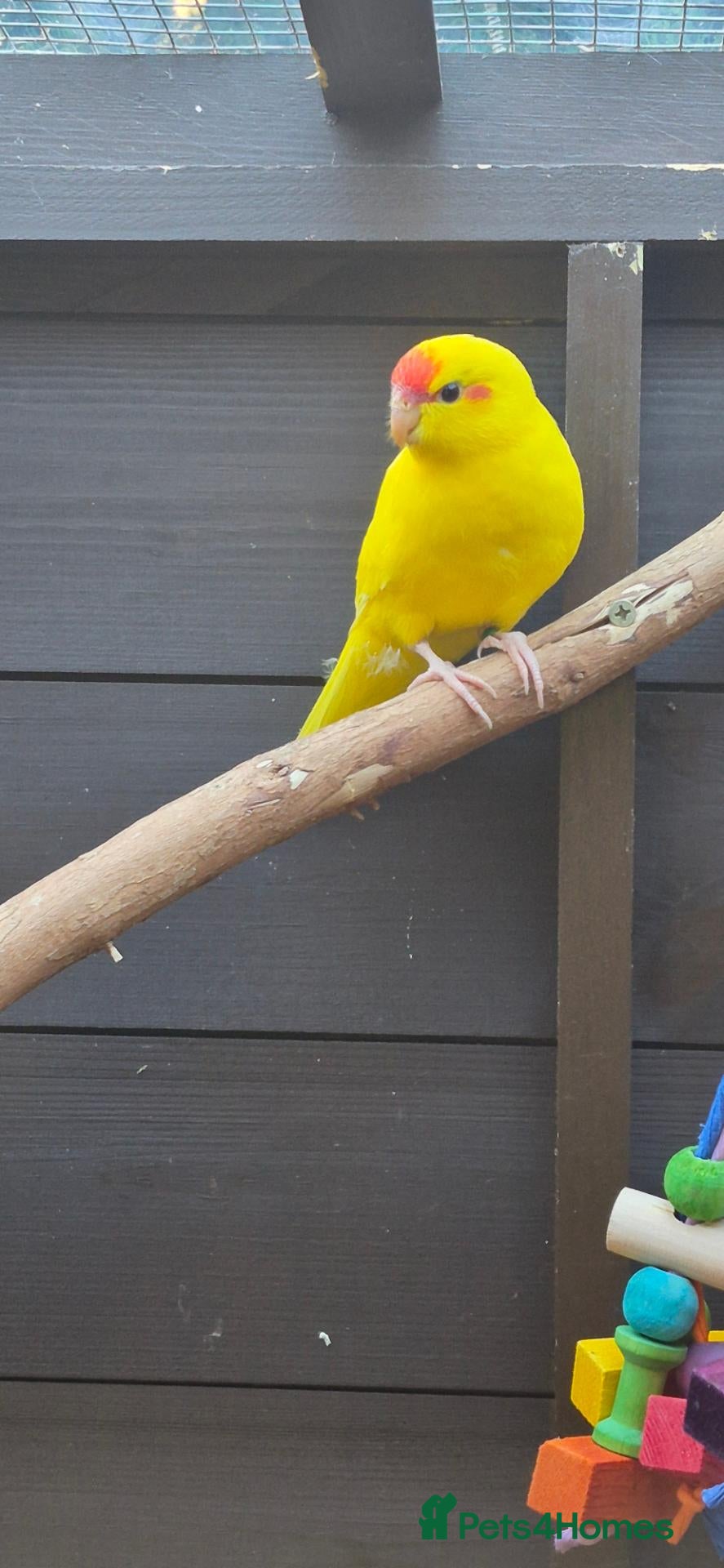 Parakeets birds for sale: Kakariki  - Advert 1