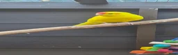 Parakeets birds for sale: Kakariki  - Advert 1