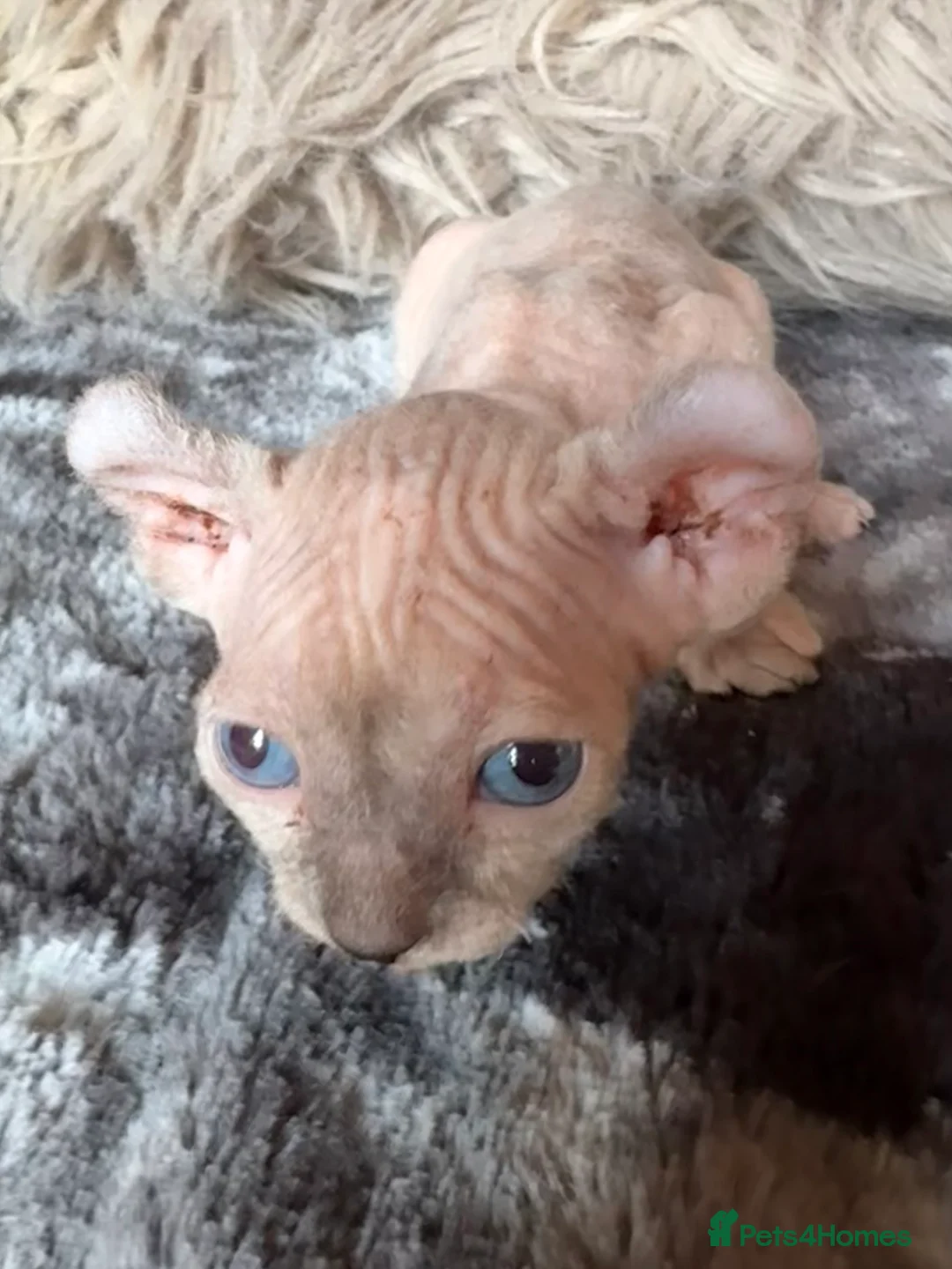 Sphynx cats for sale: Rare seal pointed Elf/Dwelf Sphynx kittens in Norwich - Advert 25