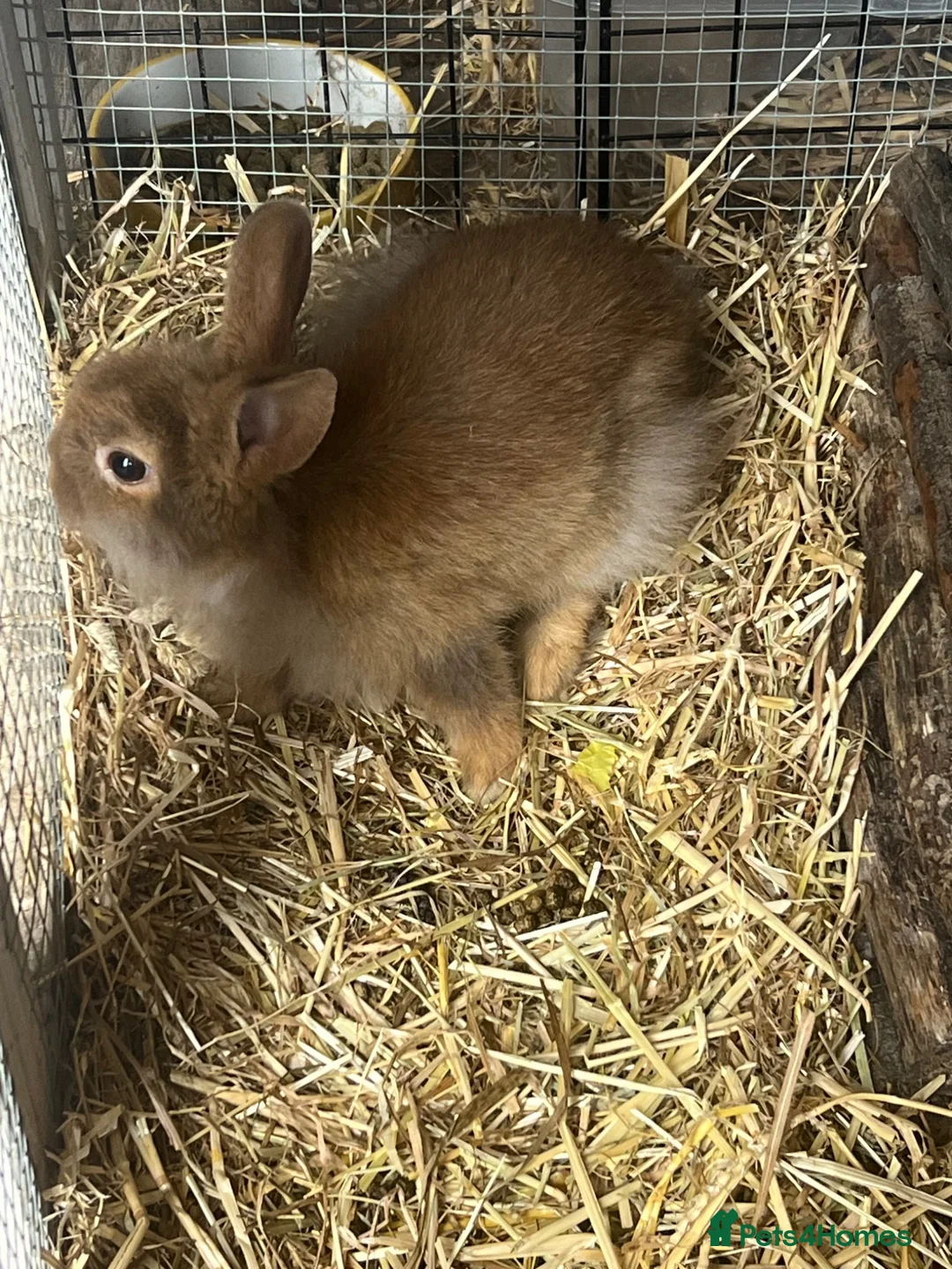 Lionhead rabbits for sale: Male lion head 8 weeks old  - Advert 4