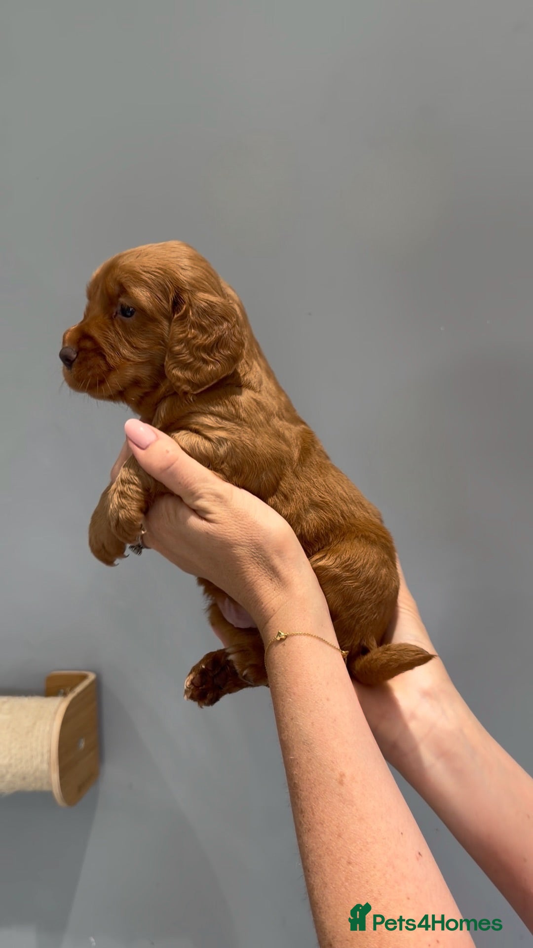 Cocker Spaniel dogs Outstanding KC Working Cockers Champion Bloodlines - Advert 2