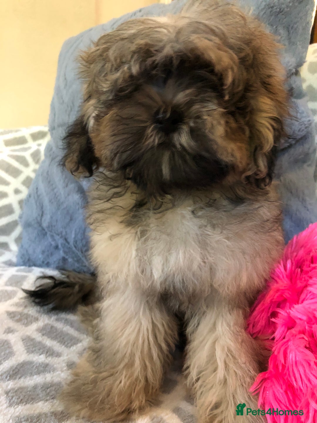 Shihpoo dogs for sale: shihpoo puppies for sale  - Image 4