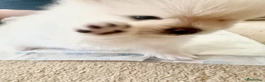 Winston 