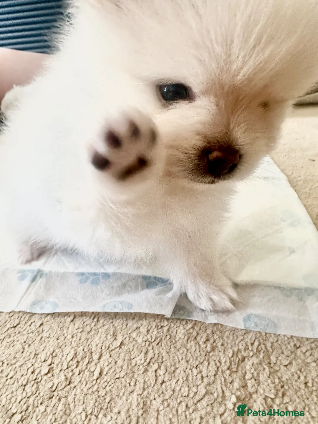 Pomeranian dogs for sale: Adorable little pom-poms looking new parents - Advert 14