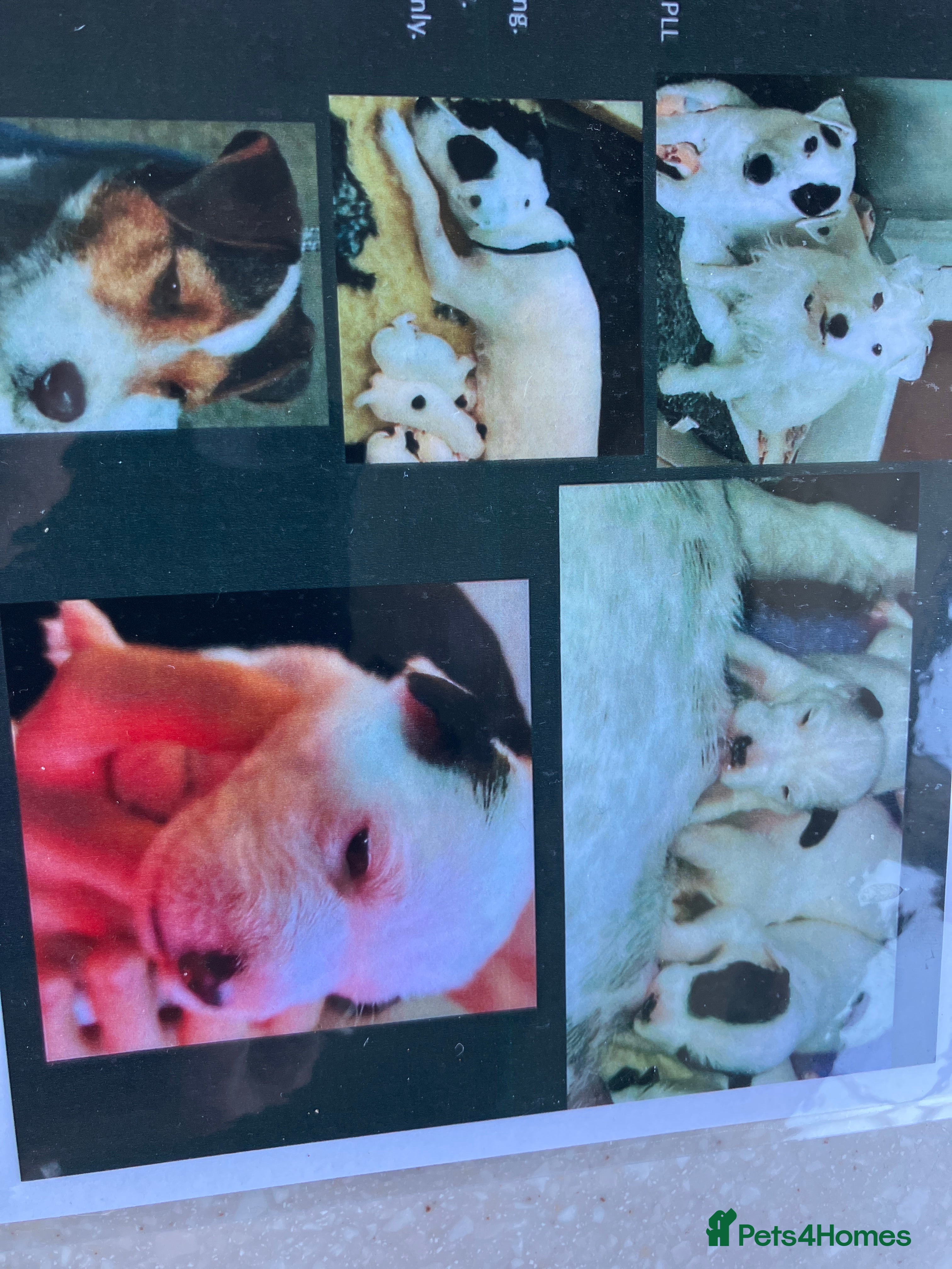 Parson Russell dogs for sale: Parson russell terriers: LOA,SCA/PLL-Dad kc reg- - Advert 2