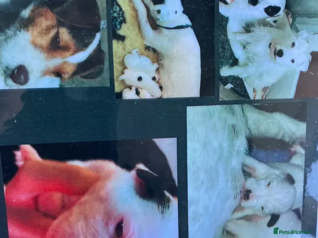 Parson Russell dogs for sale: Parson russell terrier pup LOA,SCA/PLL-Dad kc reg- - Advert 2