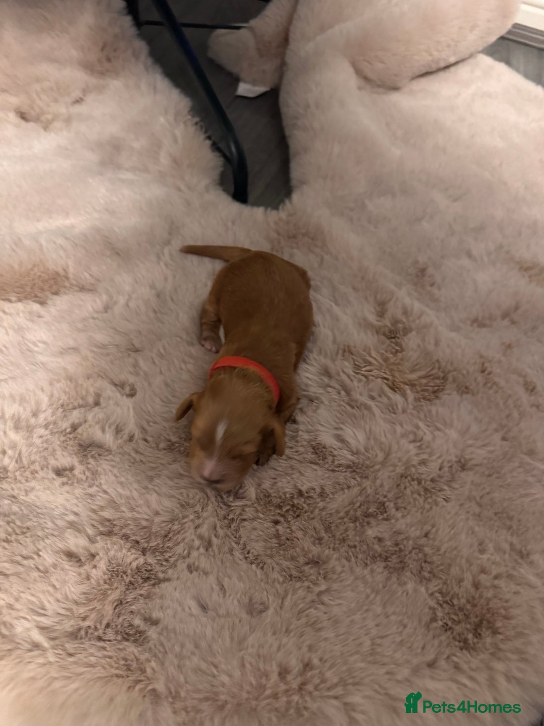 Cockapoo dogs for sale:  F1b Miniature Cockapoo Puppies fox red colour  - Advert 12