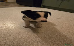 Border Collie dogs for sale: 7 month border collie for sale - Image 5