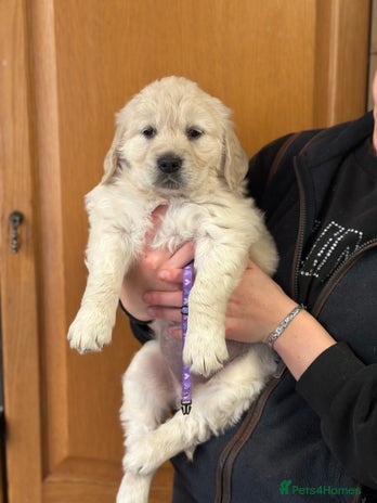 Golden Retriever dogs - Advert 1