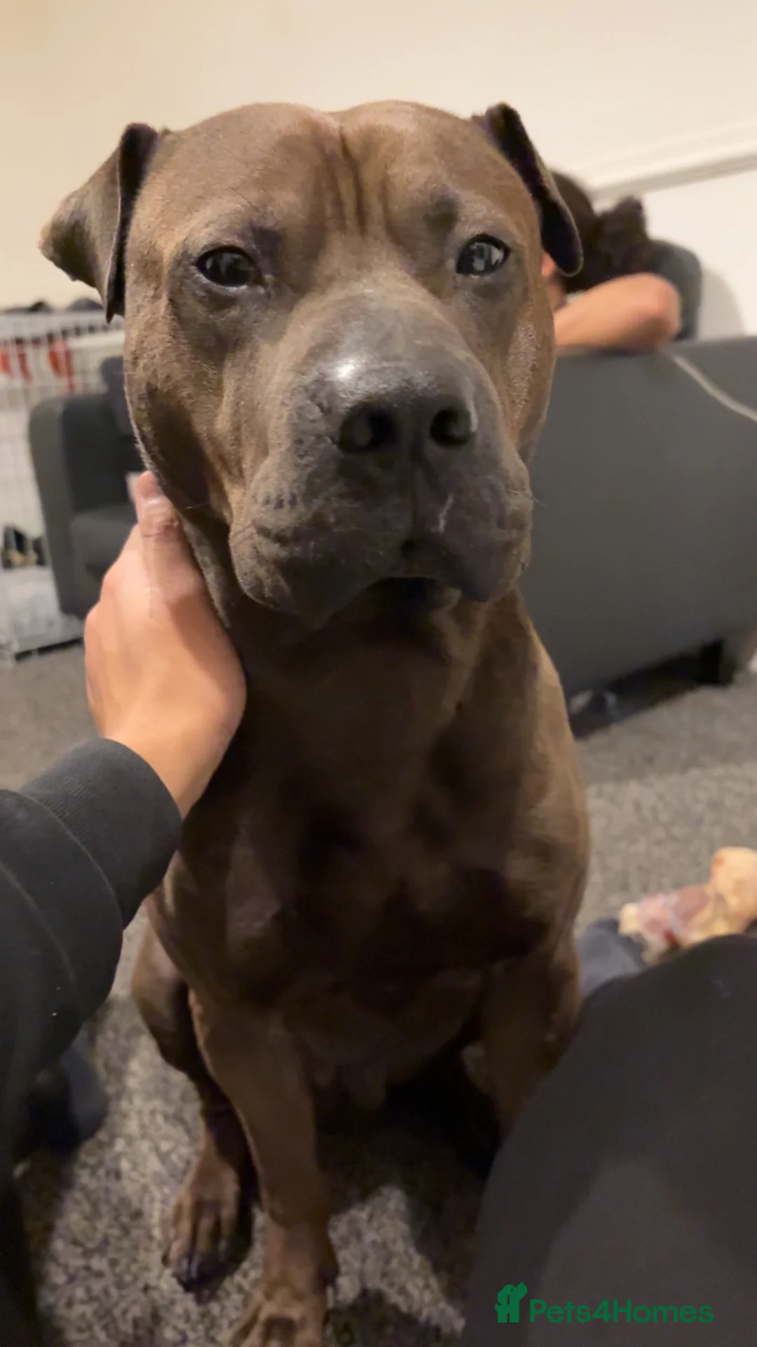 Mixed Breed dogs for sale: Loki shar pei X staffy in Manchester - Advert 2