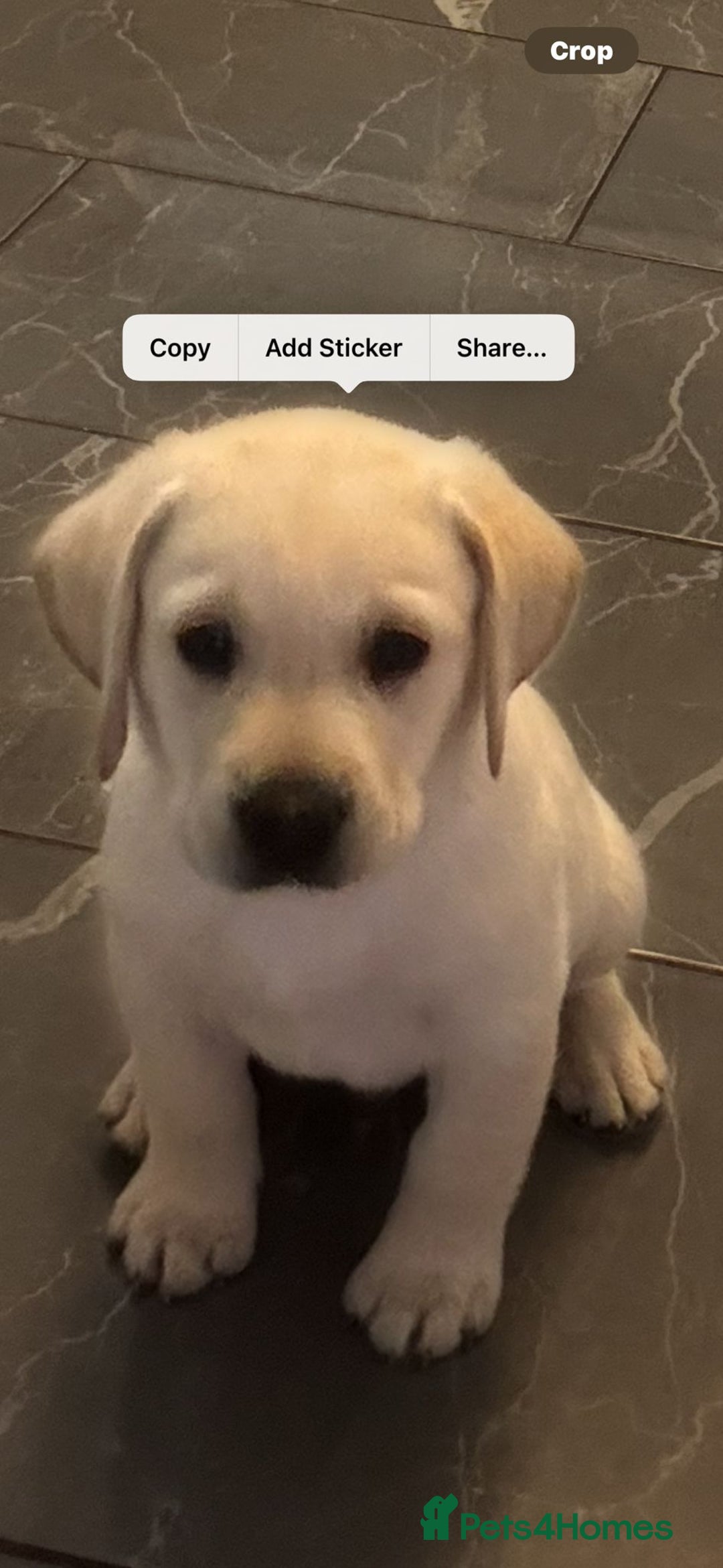 Labrador Retriever dogs for sale: Labrador retriver - Advert 12