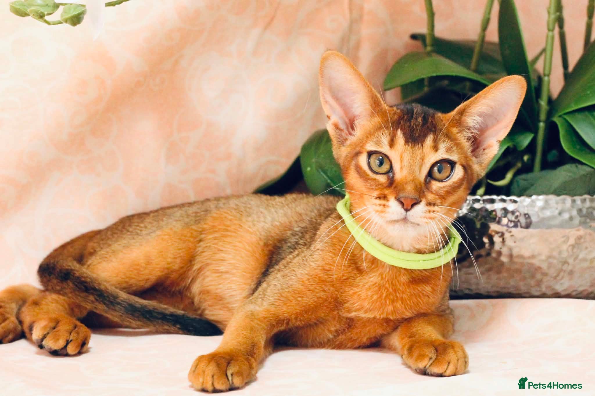 Abyssinian cats Pure breed Abyssinian kitten GCCF registered  - Advert 1
