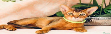 Abyssinian Kitten 1