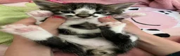 Mixed Breed cats for sale: Adorable and very playful kittens - Advert 26