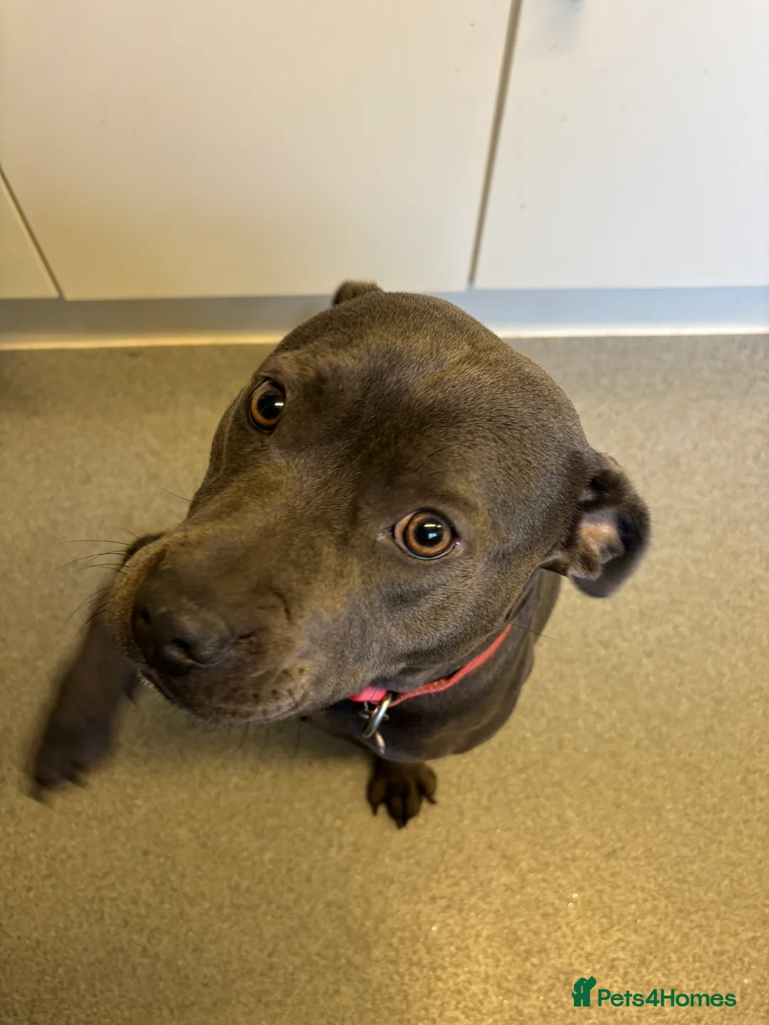 Staffordshire Bull Terrier dogs for sale: Blue staffy girl-1 year old - Advert 3