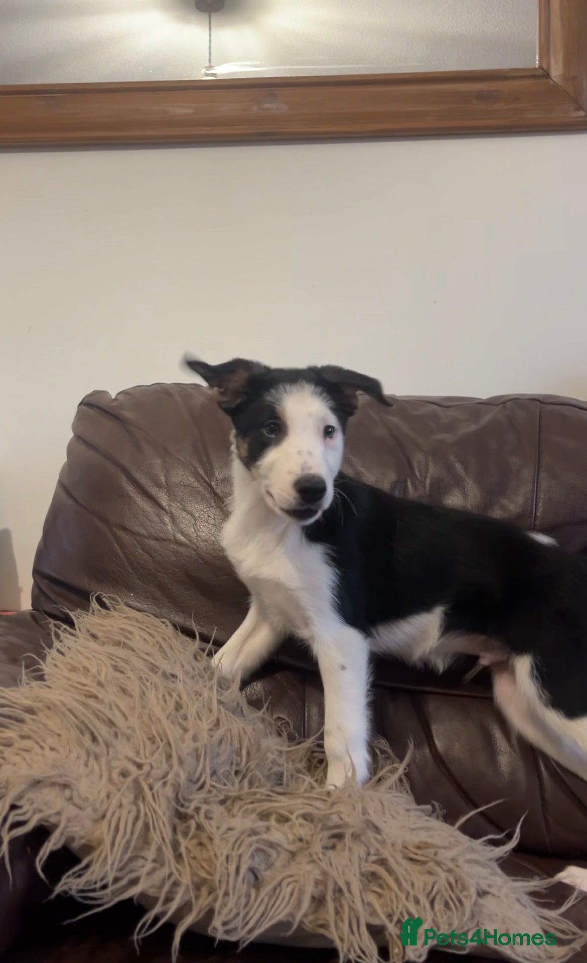 Border Collie dogs Male Border Collie Pup - Advert 3