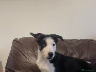 Border Collie dogs Male Border Collie Pup - Advert 3