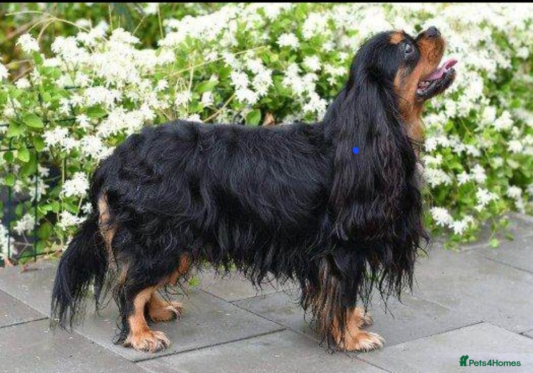 Cavalier King Charles Spaniel dogs for sale: Cavalier King Charles spaniel  - Image 10