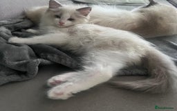Ragdoll cats for sale: Stunning male Ragdoll kittens only 2 left - Image 2
