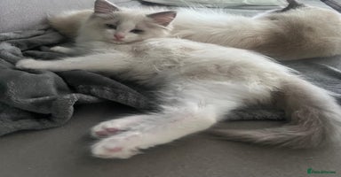 Ragdoll cats - Advert 8