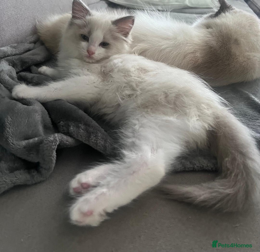 Ragdoll cats for sale: Stunning male Ragdoll kittens only 2 left - Image 2