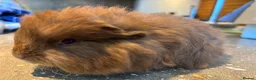 Guinea Pig rodents for sale: Swiss brothers - Advert 3