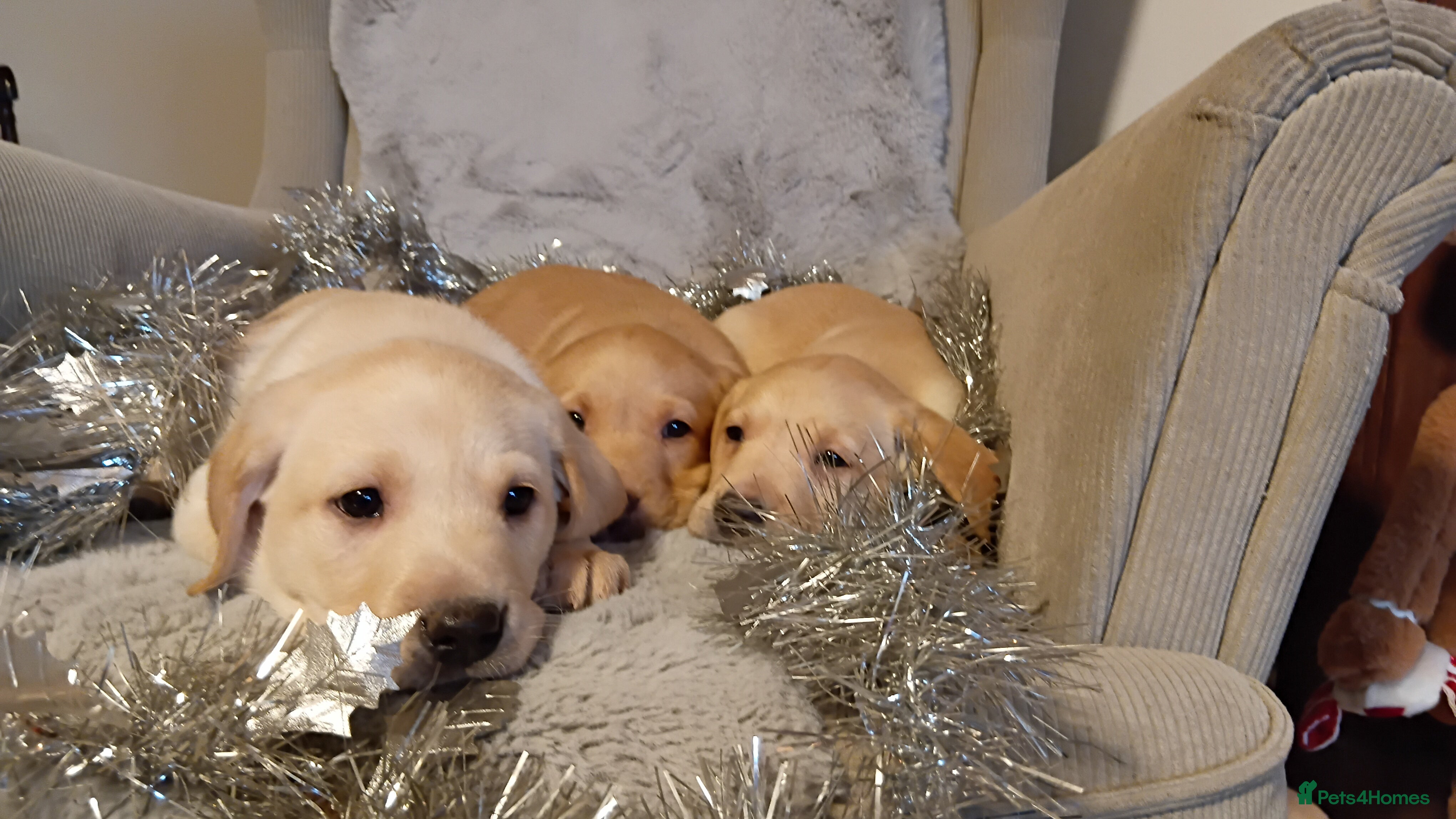 Labrador Retriever dogs Labrador retriever puppies for sale - Advert 8