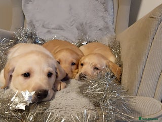 Labrador Retriever dogs Labrador retriever puppies for sale - Advert 1