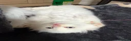 Scottish Fold cats for sale: Fold & Straight Kittens Looking for Loving Homes - Advert 12
