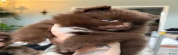 Pomeranian dogs for sale: 100% POM!🐻DNA&HEALTH TESTED!🧬 - Advert 6