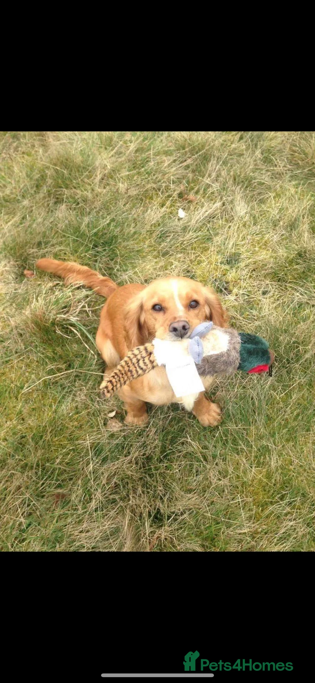 Cocker Spaniel dogs for sale: Cocker spaniel male puppy  - Advert 2