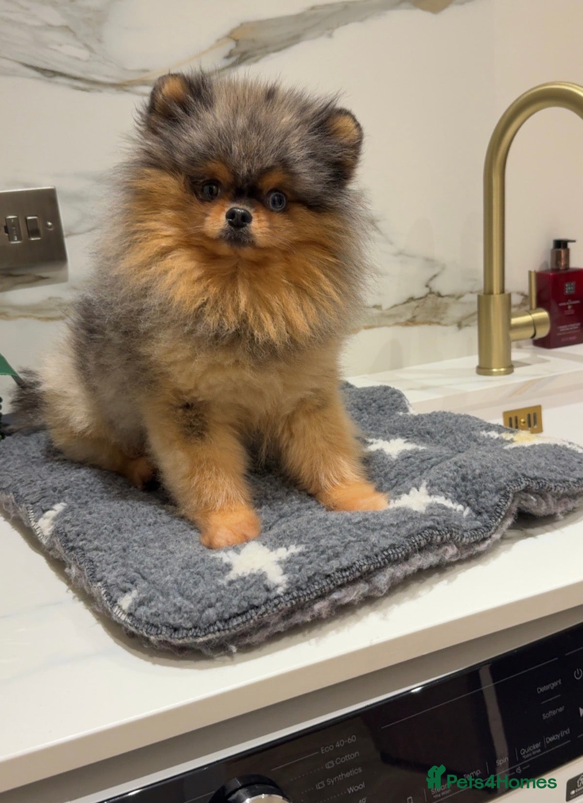 Pomeranian dogs THE BEST QUALITY MERLE TEDDY FACED POM STUD - Advert 13