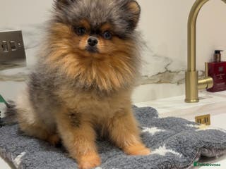 Pomeranian dogs THE BEST QUALITY MERLE TEDDY FACED POM STUD - Advert 13