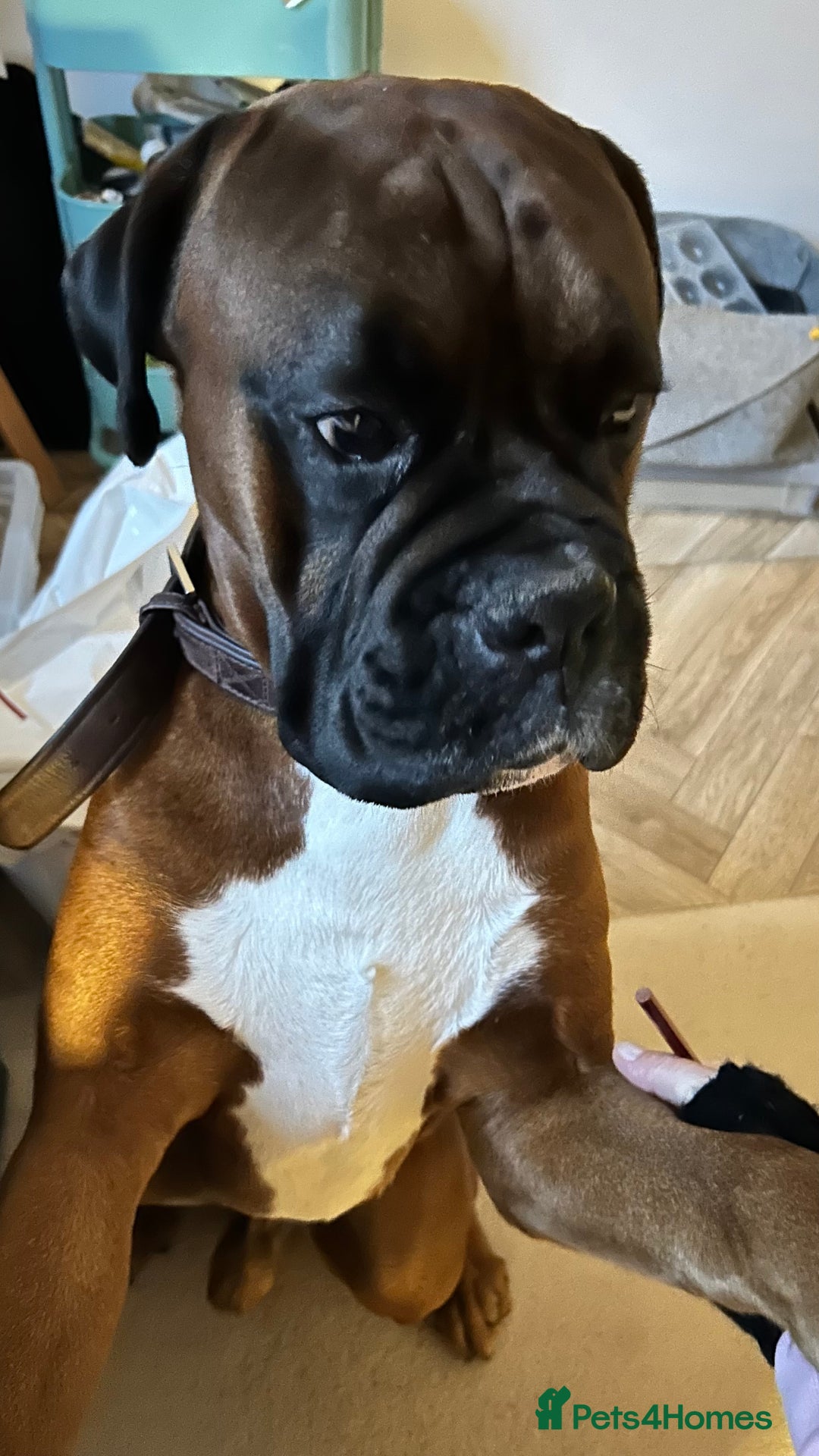 Boxer dogs for stud: KC Boxer Available for Stud | Champion Bloodlines - Image 4