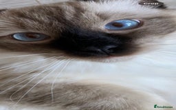 Ragdoll cats for sale: 7 ragdoll cats & kittens  - Image 3