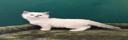 Ragdoll cats for sale: 3 beautiful Lilac point Ragdoll Kittens in Fleetwood - Advert 5