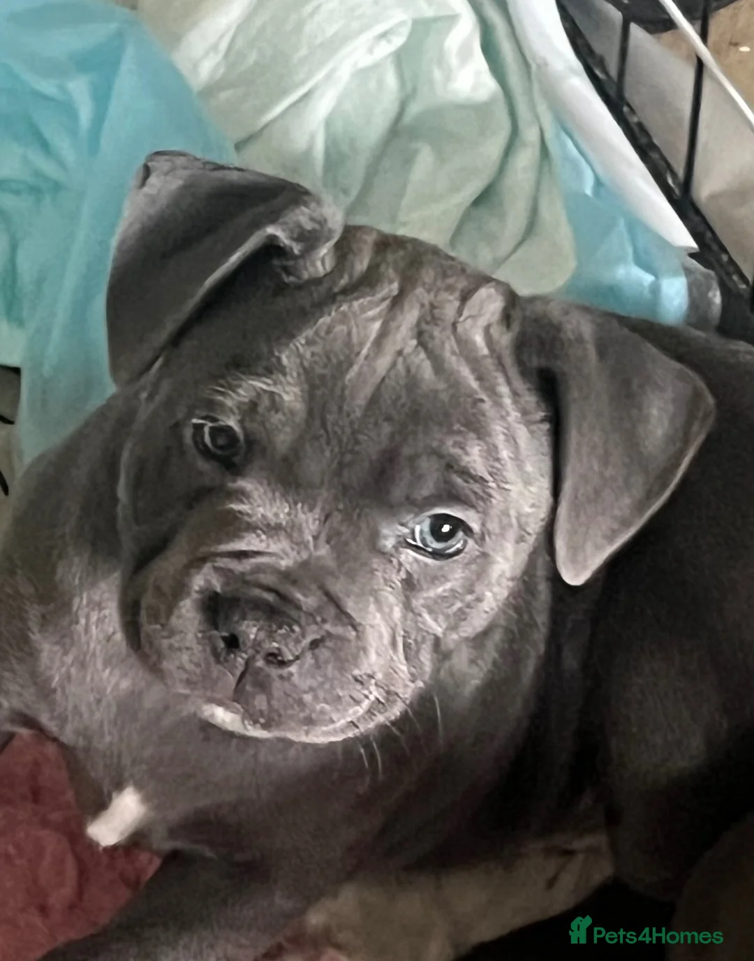 Staffordshire Bull Terrier dogs for sale: top kc pedigree Staffordshire bull terrier pups  - Advert 2