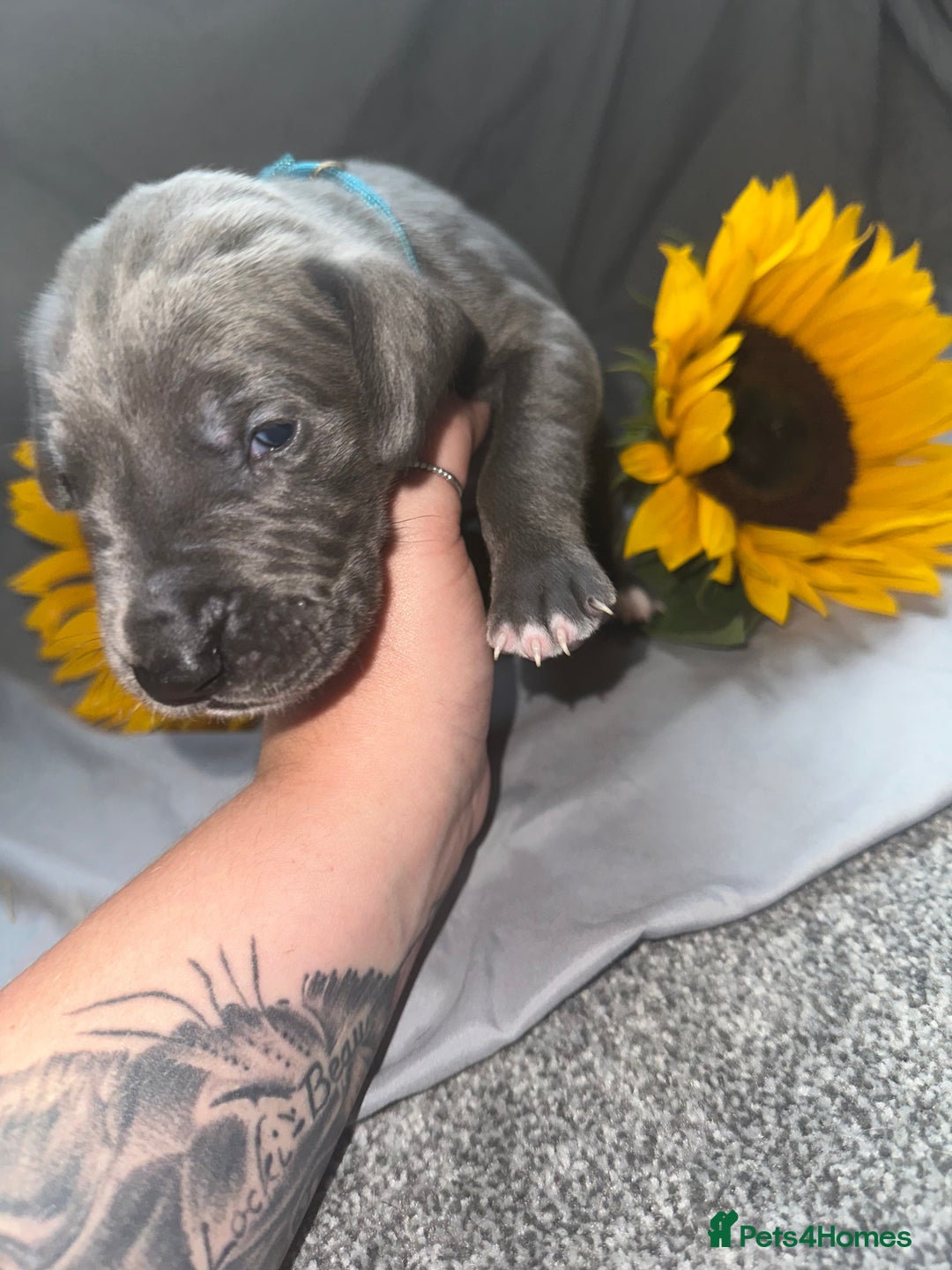 Great Dane dogs for sale: KC Registered Great Dane Puppies. - Image 6