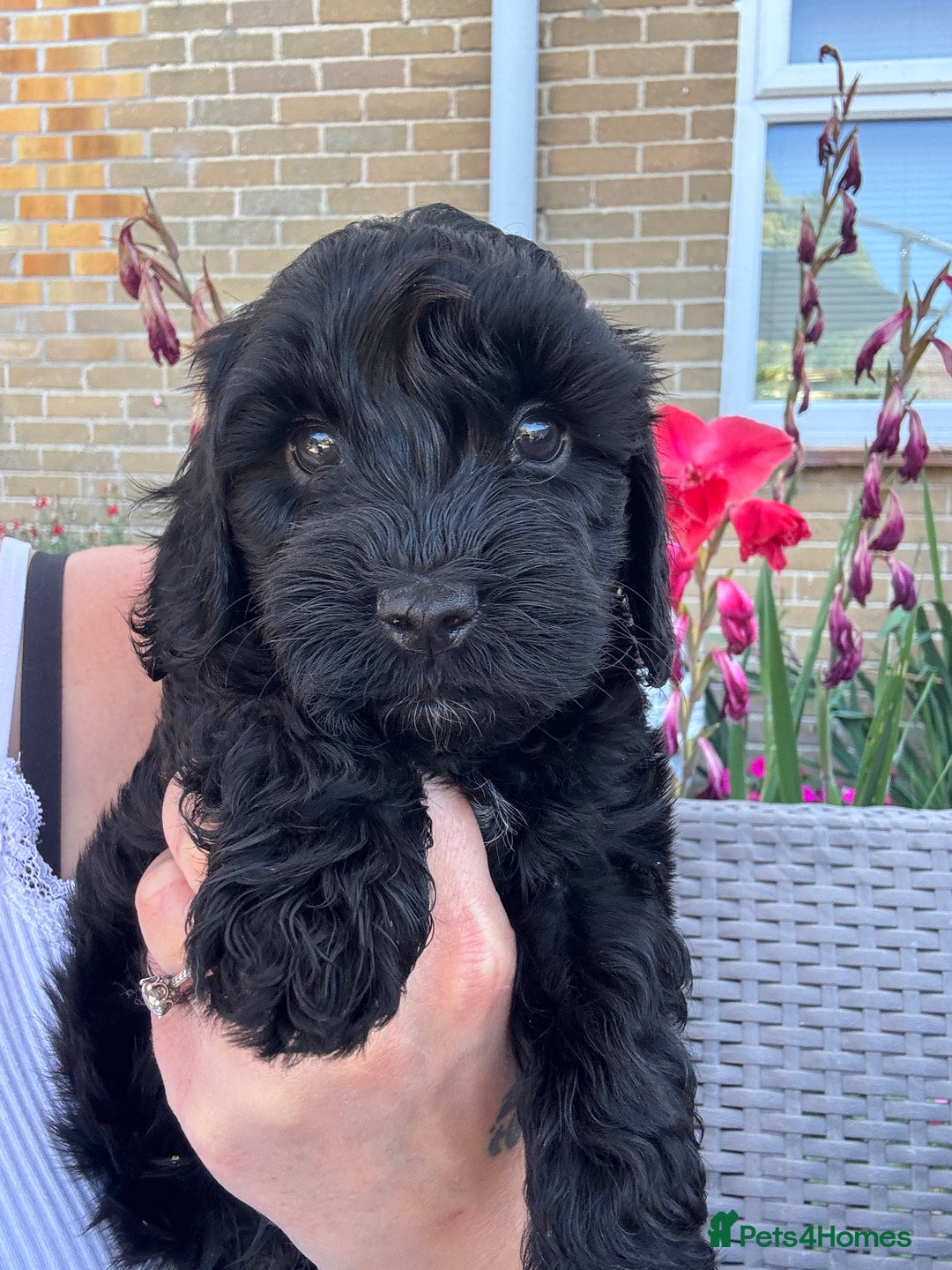 Cockapoo dogs for sale: Gorgeous cockapoo puppies - Image 1