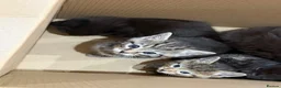 British Longhair cats for sale: Beautiful litter of kittens  - Advert 5