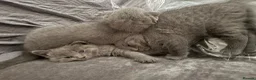 Brazilian Shorthair cats for sale: British Shorthair Kitten  - Advert 3