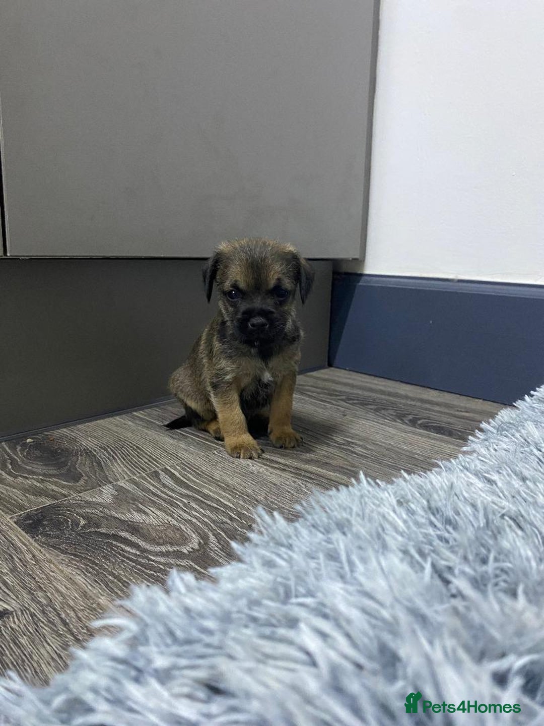 Border Terrier dogs for sale: Beautiful Border Terrier puppies for sale - Advert 19