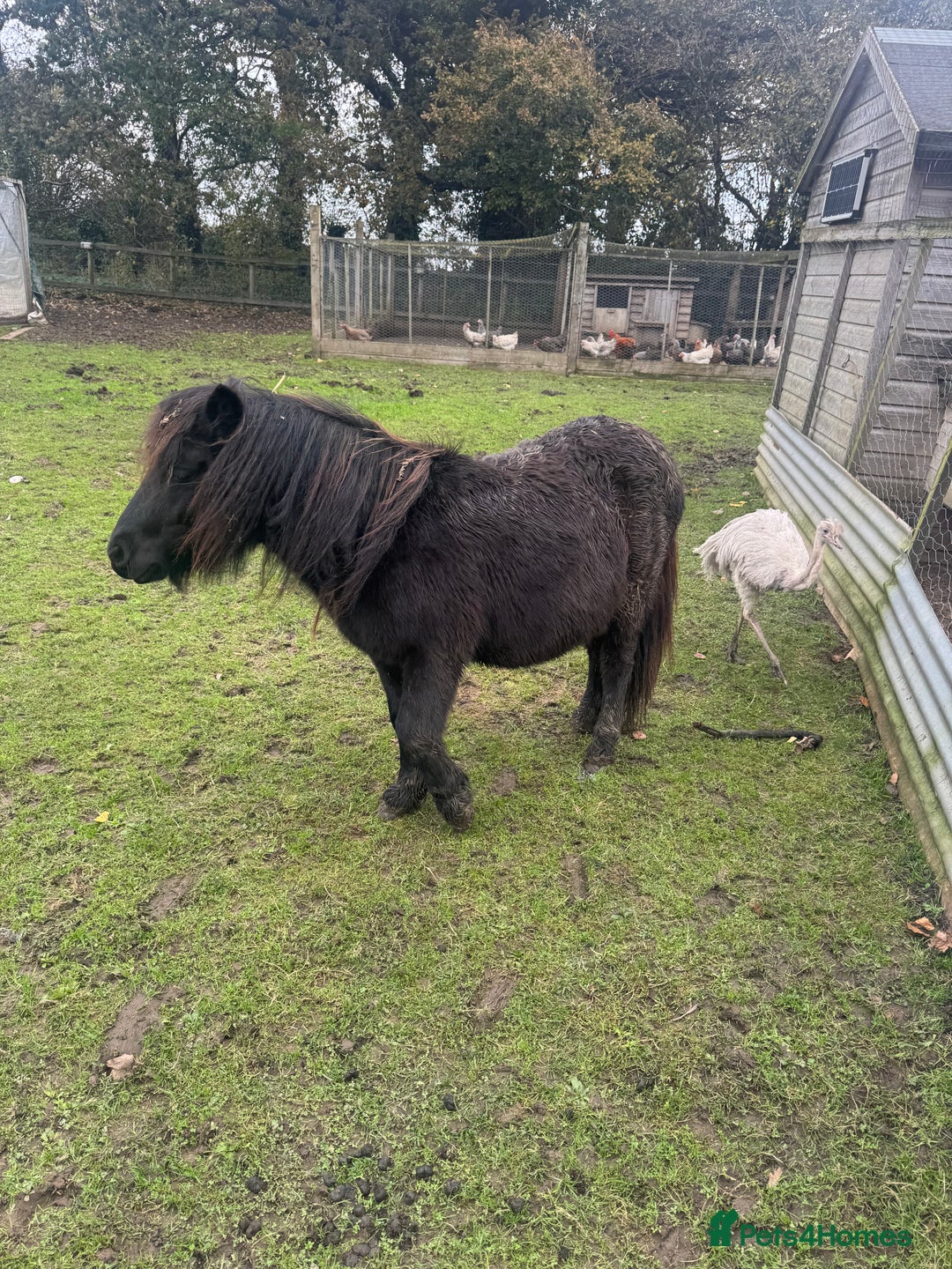 Shetland pony horses for sale: Teddy the Shetland pony gelding - Image 2