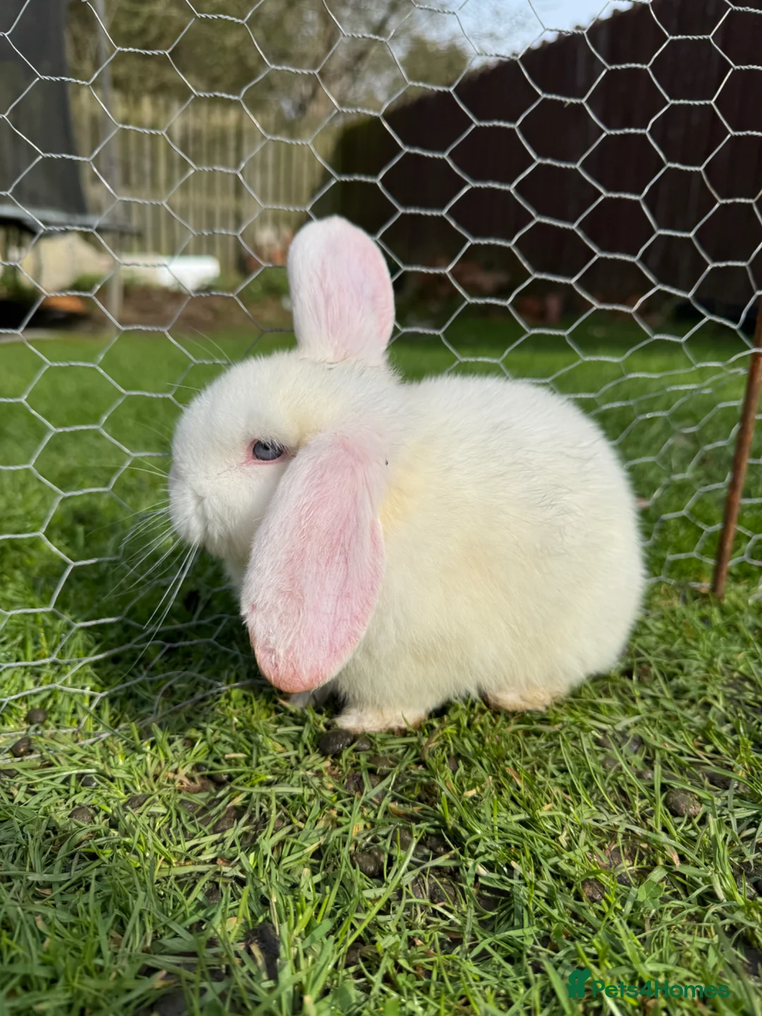 Mini Lop rabbits for sale: 8 week old mini lops £45 each in Manchester - Advert 1