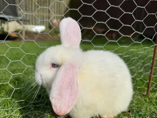Mini Lop rabbits 8 week old mini lops £45 each - Advert 1